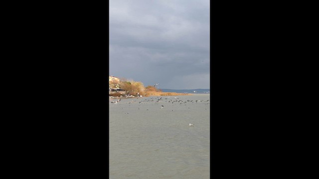 Баклан малий - ML647634933