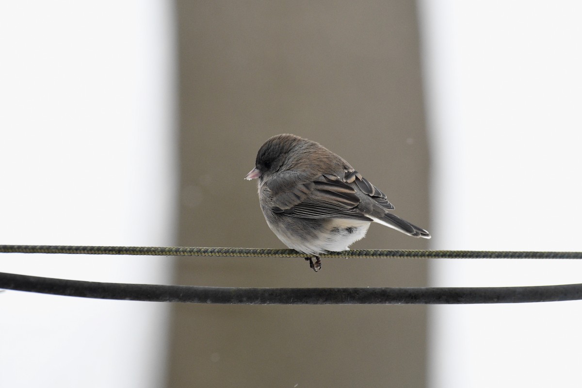 Юнко сірий - ML647634934