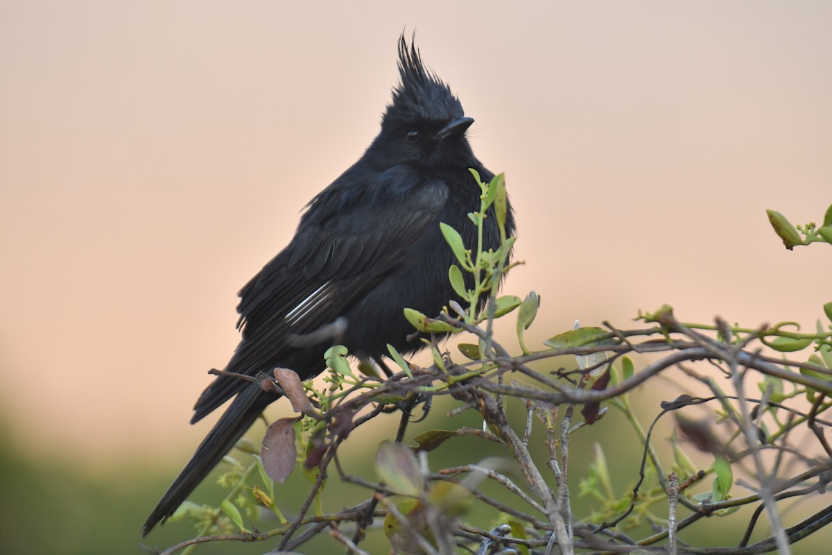 Ада чубатий - ML647634935