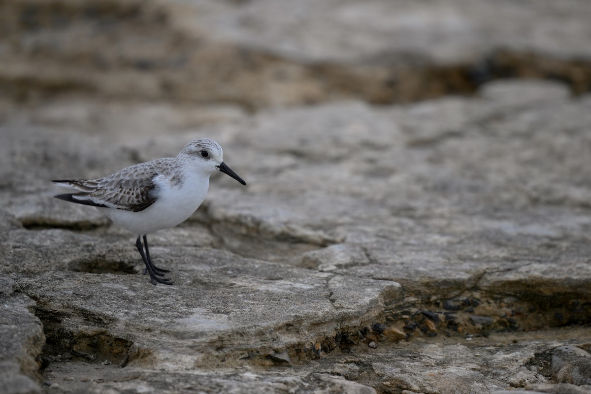 Побережник білий - ML647634936