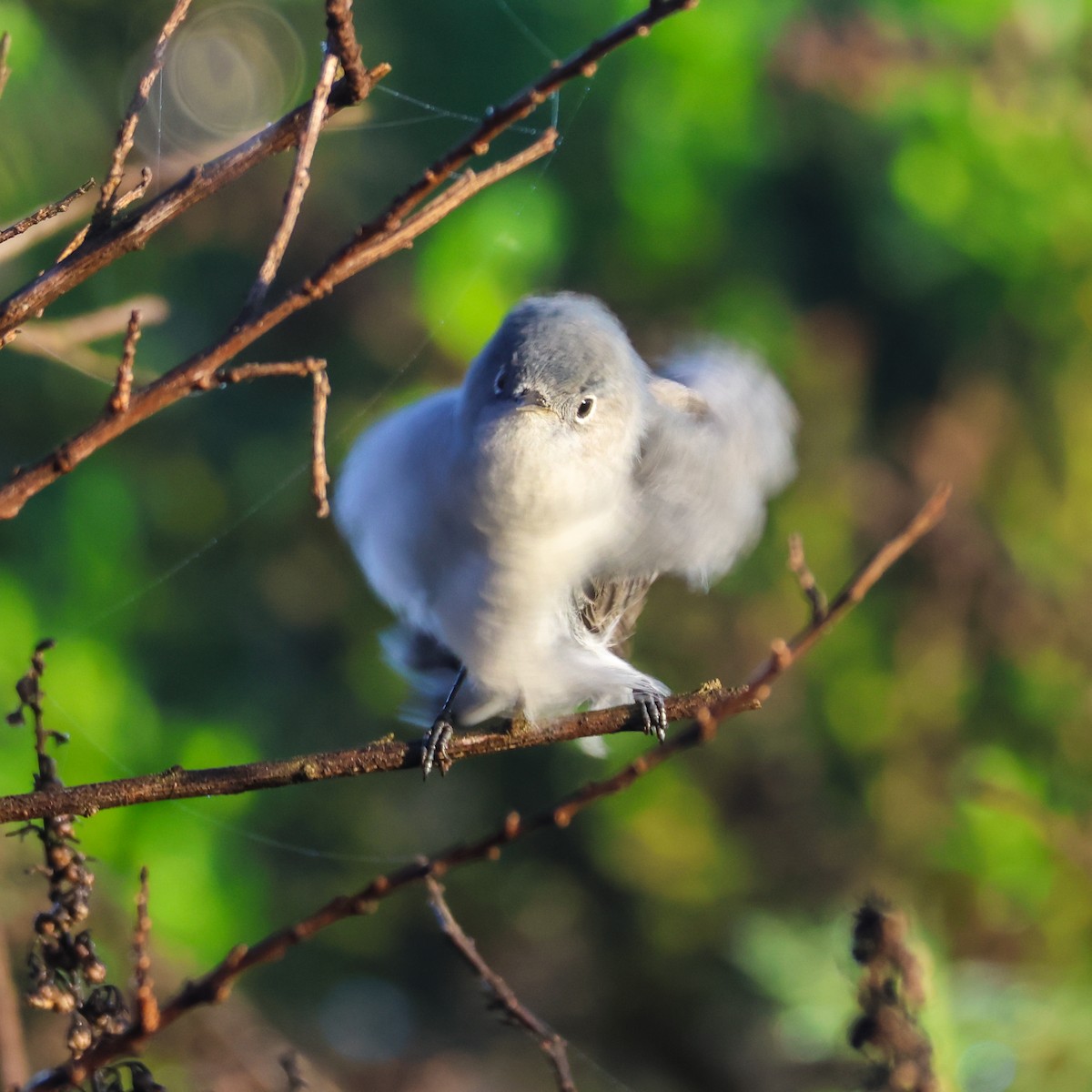 Комароловка сиза - ML647634937