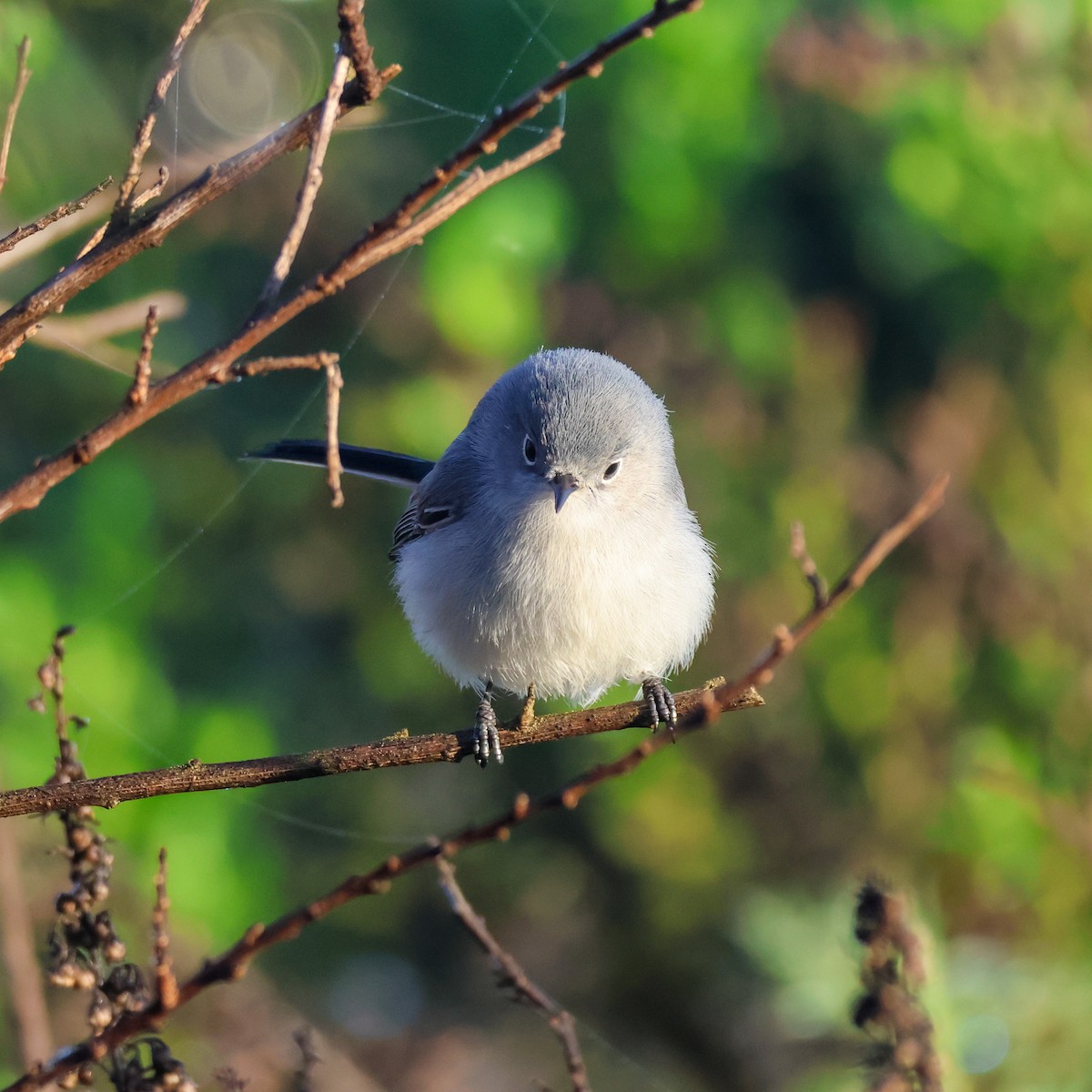 Комароловка сиза - ML647634938