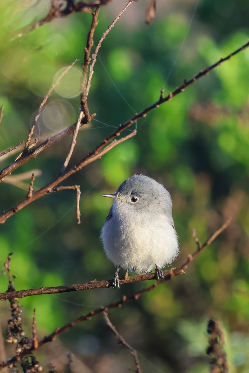 Комароловка сиза - ML647634939