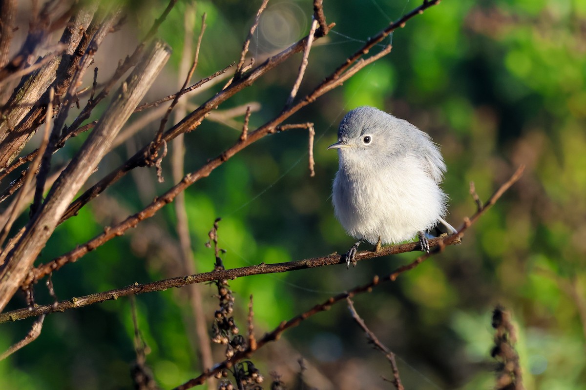 Комароловка сиза - ML647634941