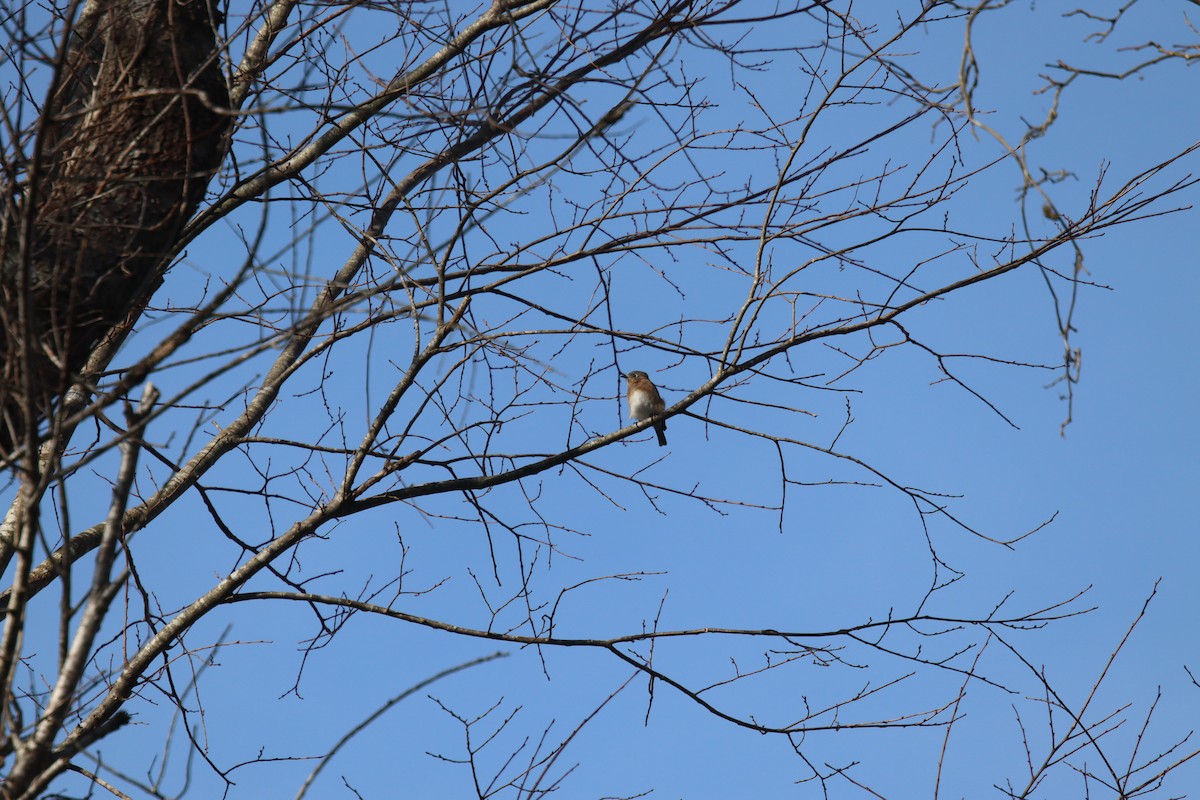 Блакитник східний - ML647634946