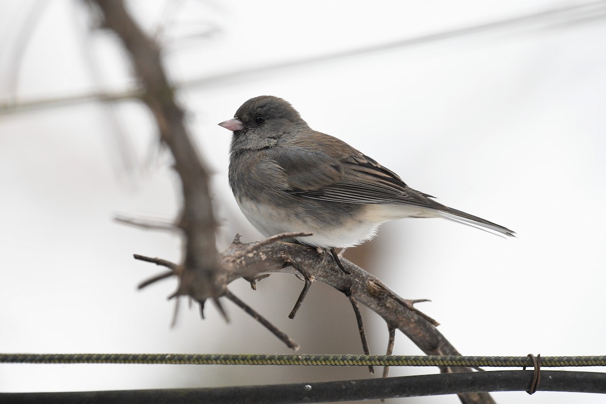 Юнко сірий - ML647634947