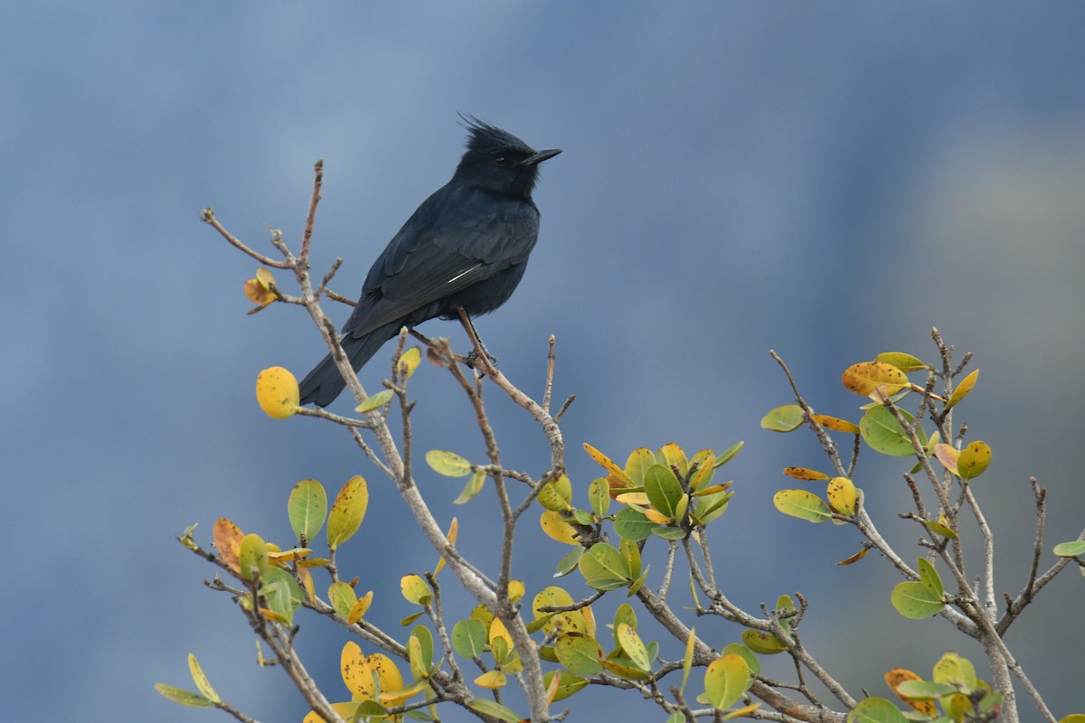 Ада чубатий - ML647634952