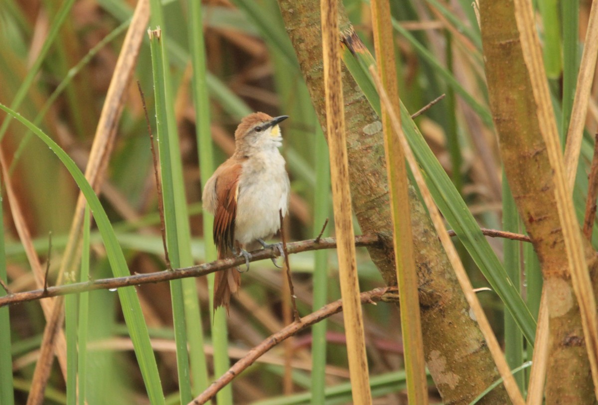 Мочарник жовтогорлий - ML647634953