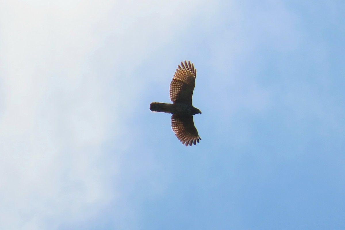 Канюк великодзьобий - ML647634955