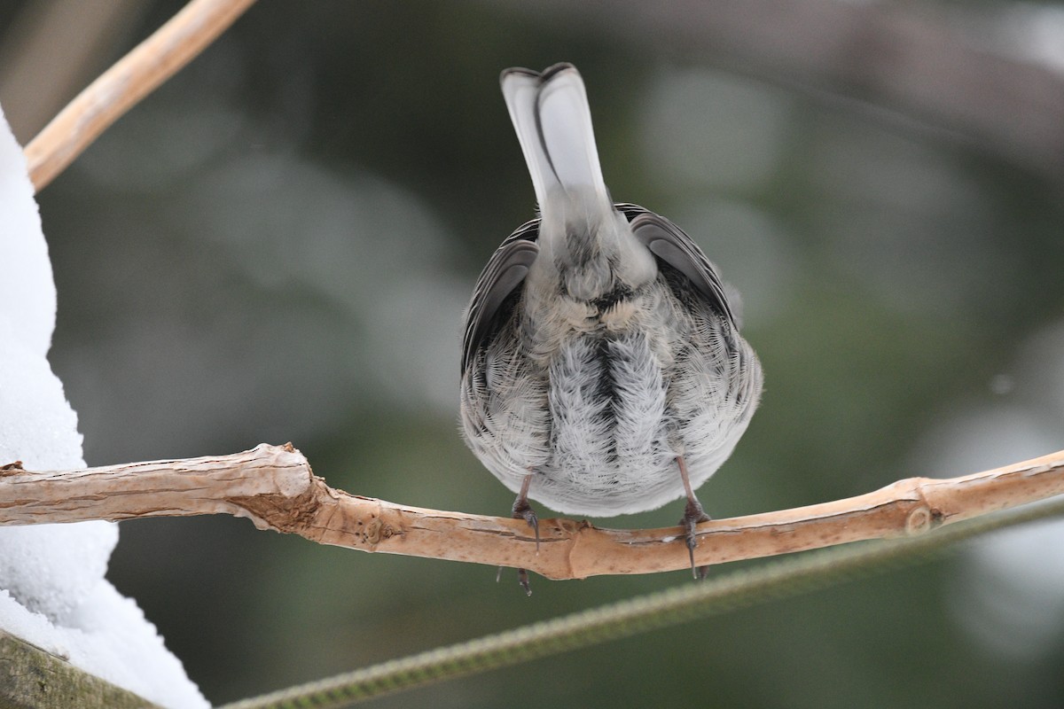 Юнко сірий - ML647634956