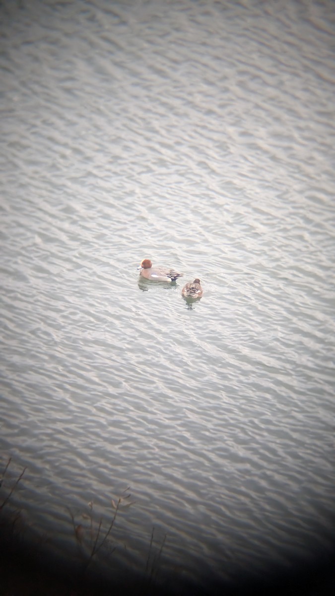 Свищ євразійський - ML647634957