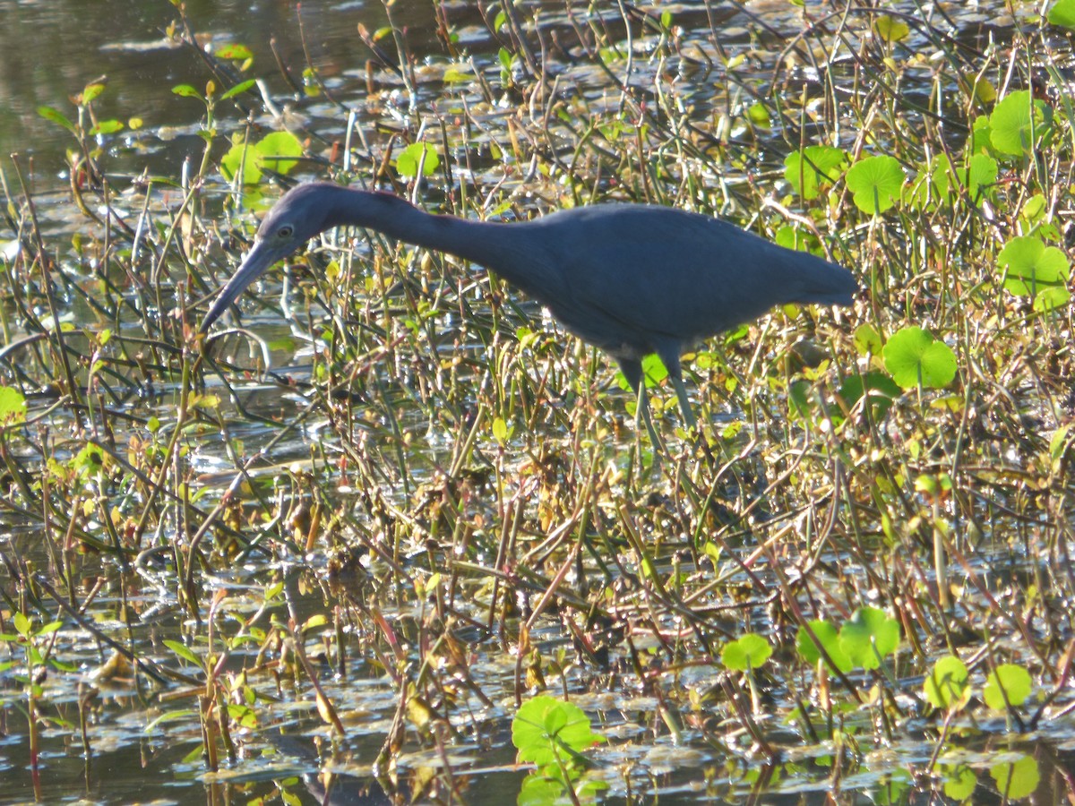 Чепура блакитна - ML647634963