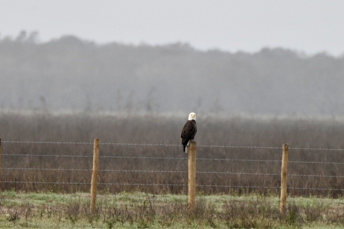 Орлан білоголовий - ML647634970