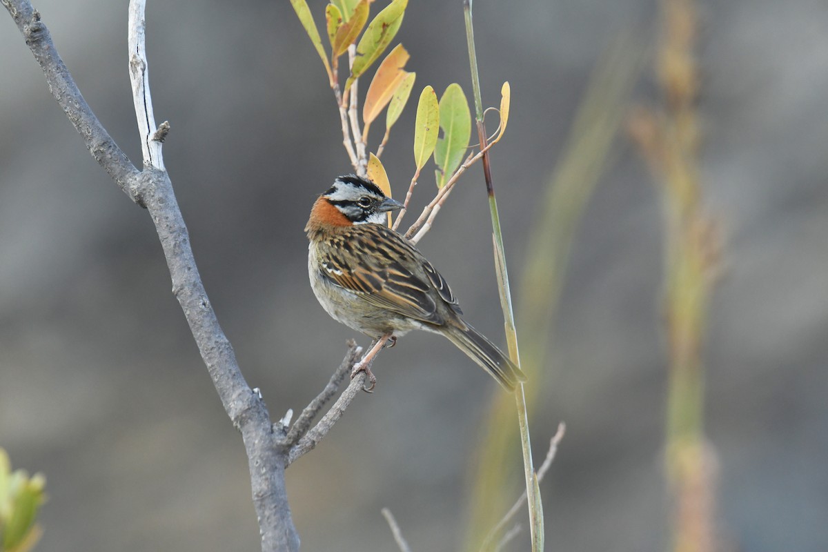 Бруант рудошиїй - ML647634971