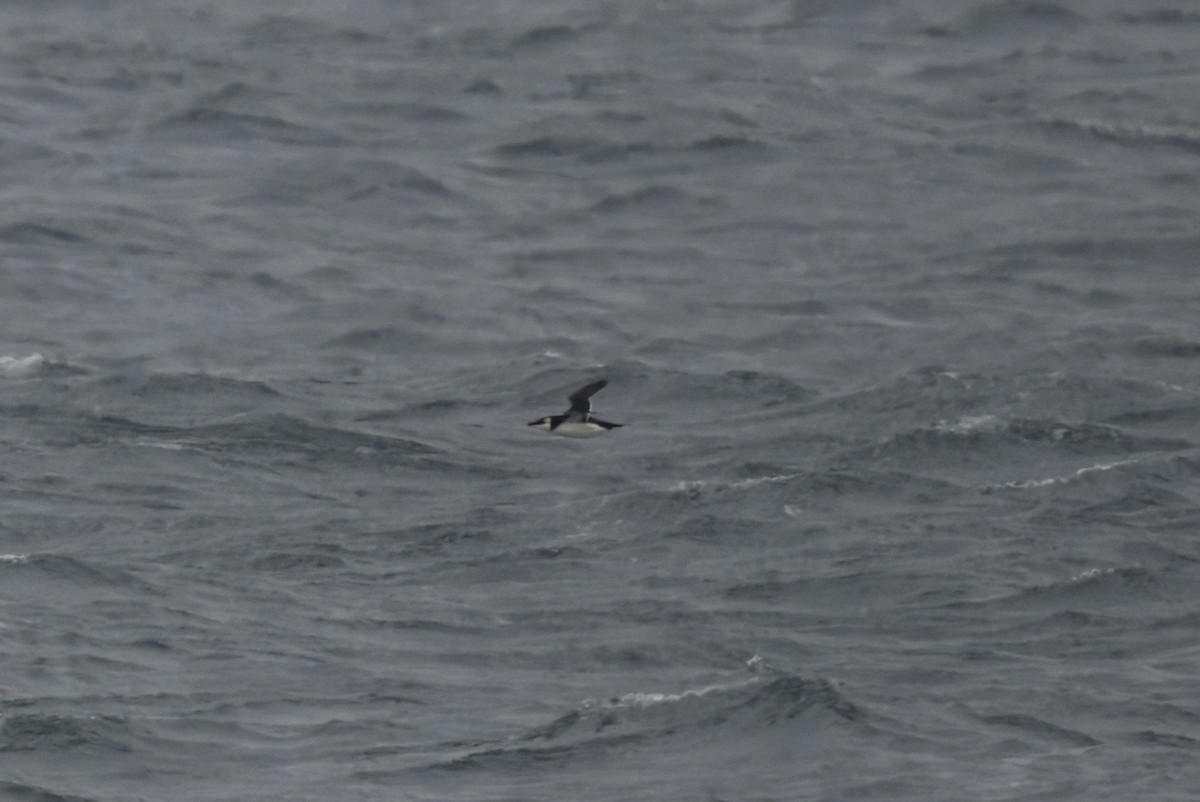 Гагарка мала - ML647634973