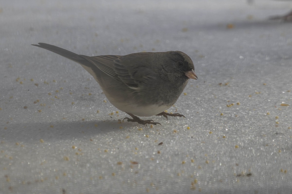 Юнко сірий - ML647634974