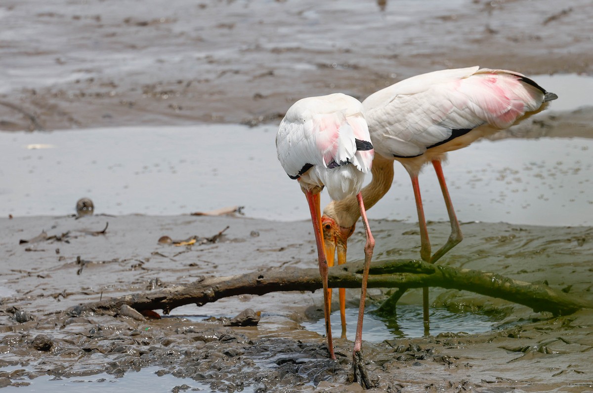 Лелека-тантал білий - ML647634976