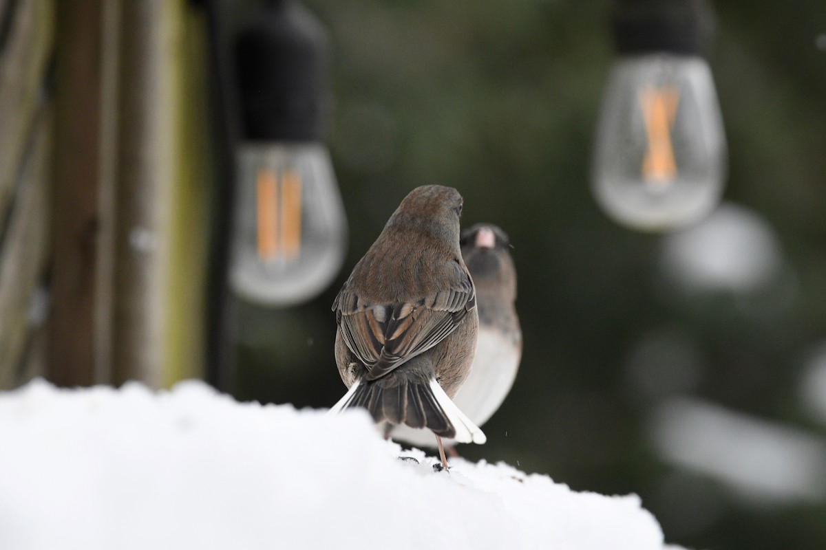 Юнко сірий - ML647634977