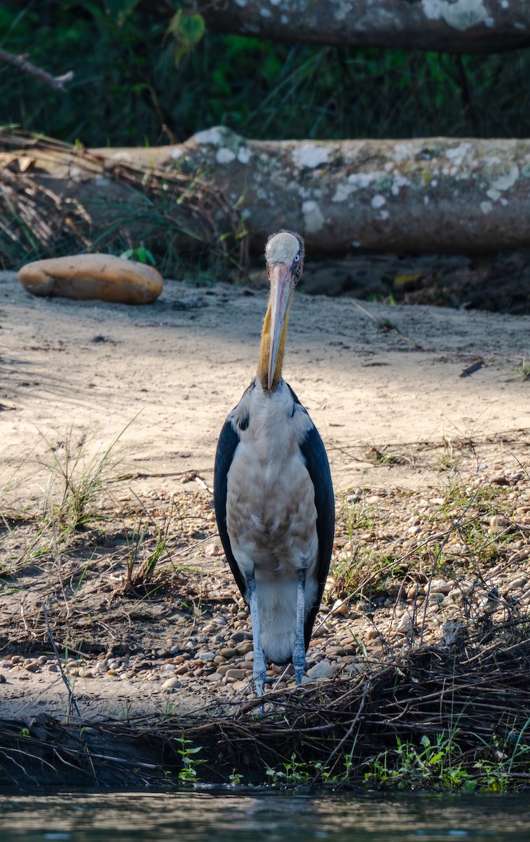 Марабу яванський - ML647634978