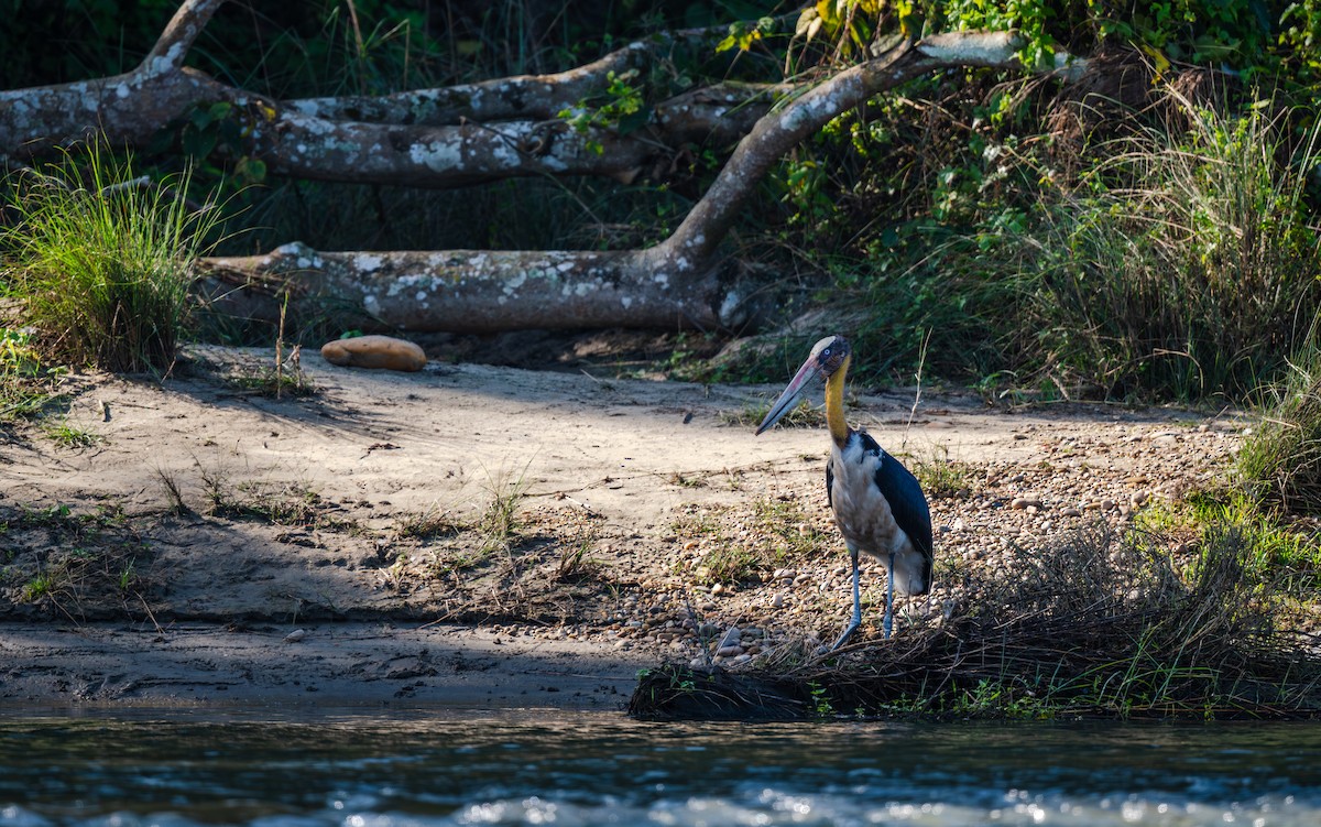Марабу яванський - ML647634980