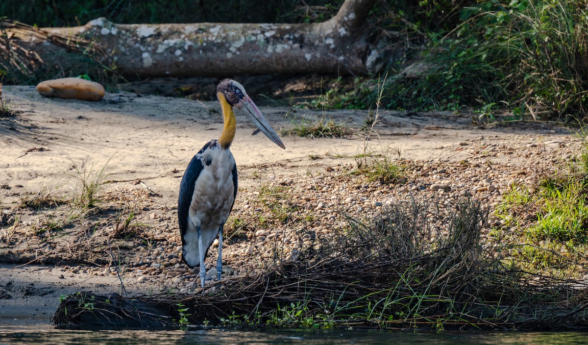 Марабу яванський - ML647634985
