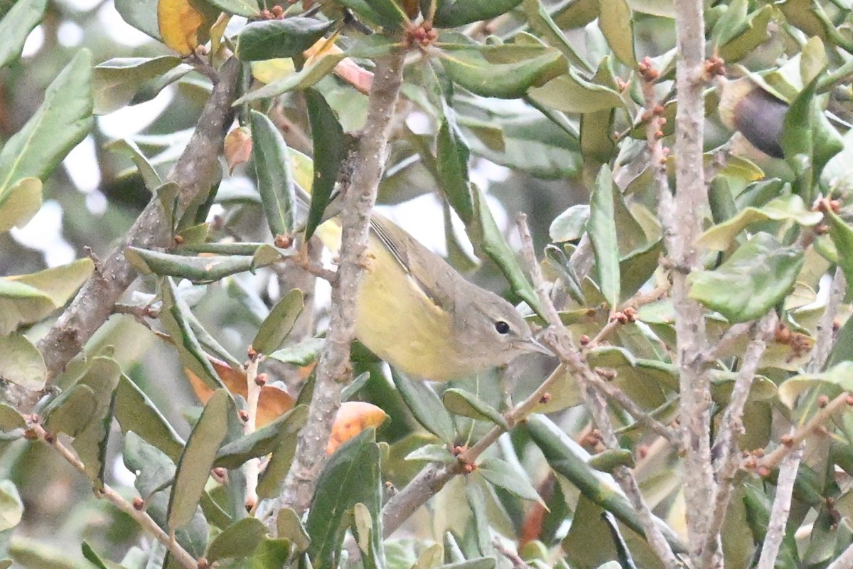 Червоїд оливковий - ML647634986