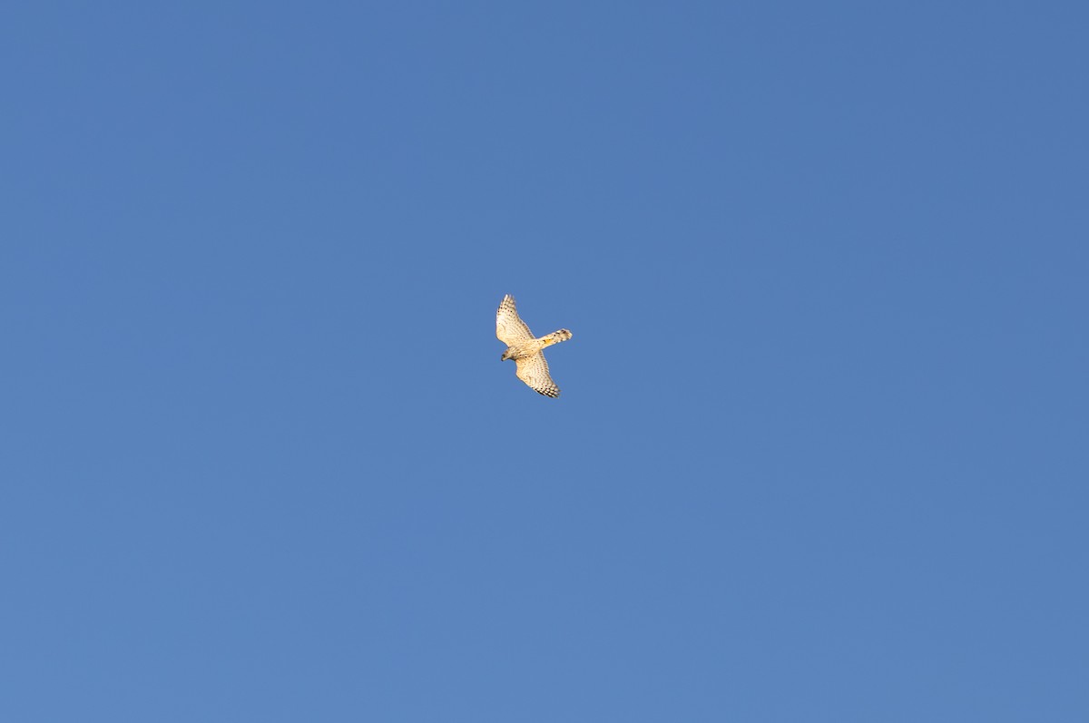 Яструб великий - ML647635008