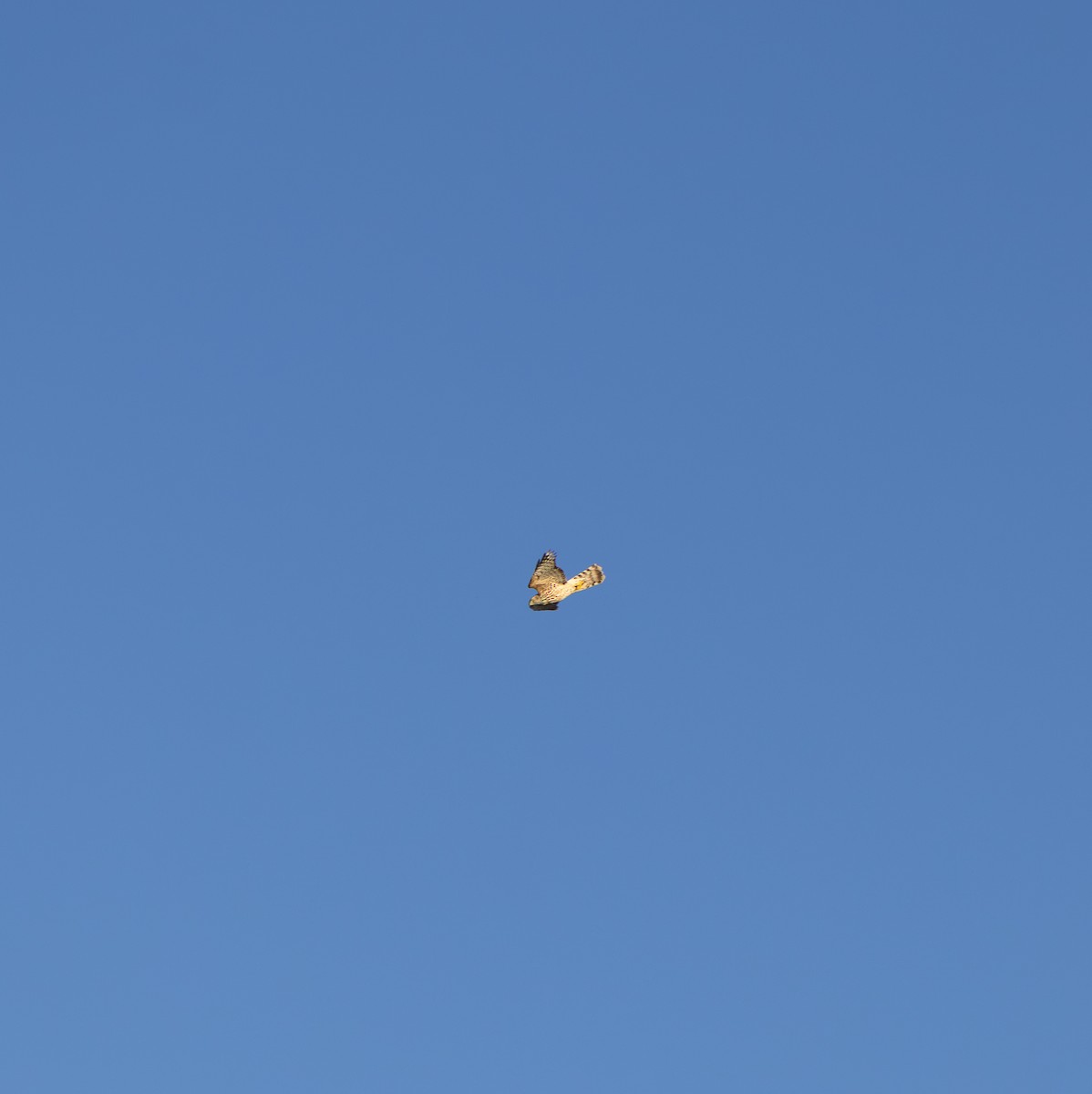 Яструб великий - ML647635009