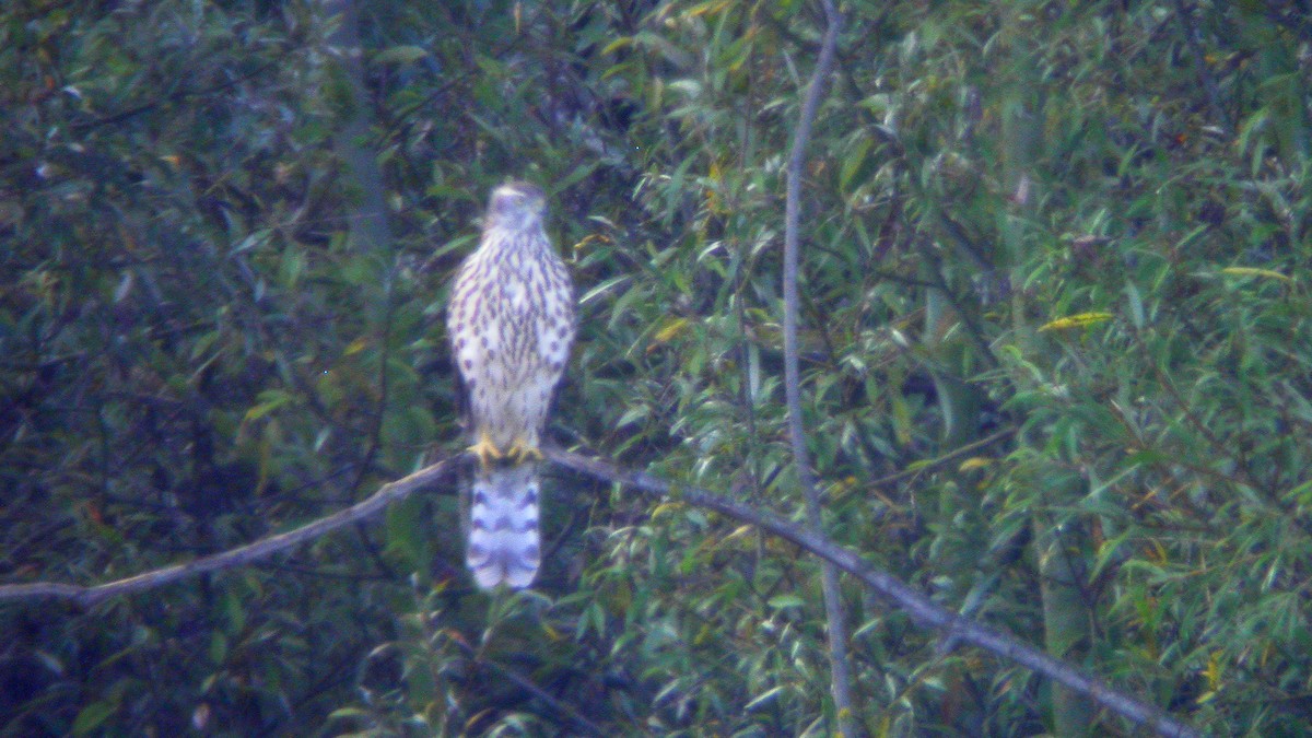 Яструб великий - ML647635043