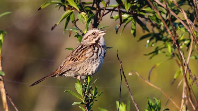 Song Sparrow - ML647635083