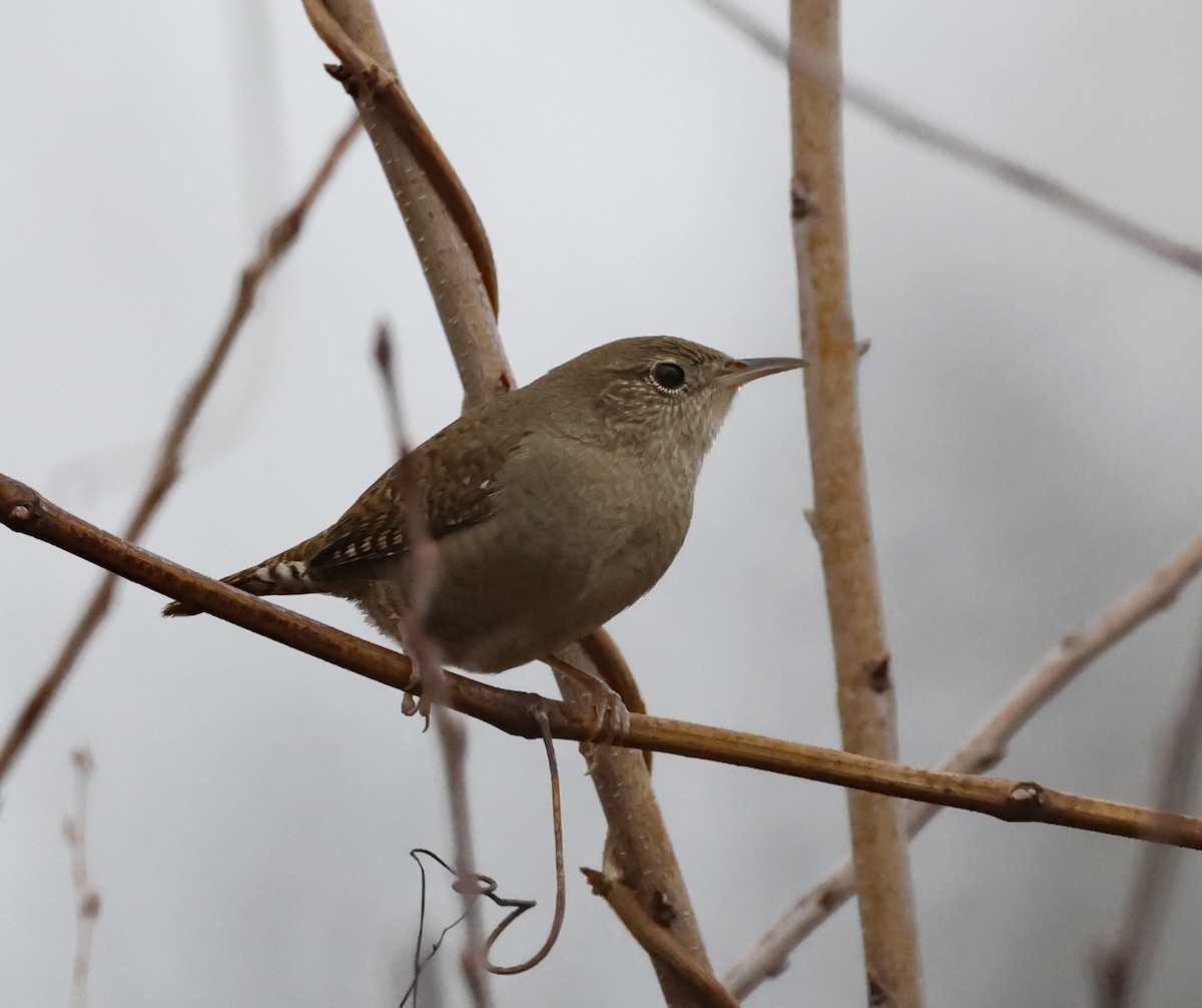 Northern House Wren - ML647635086