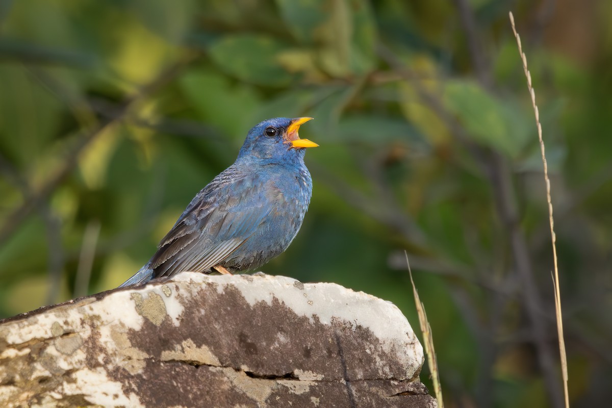 Blue Finch - ML647635091