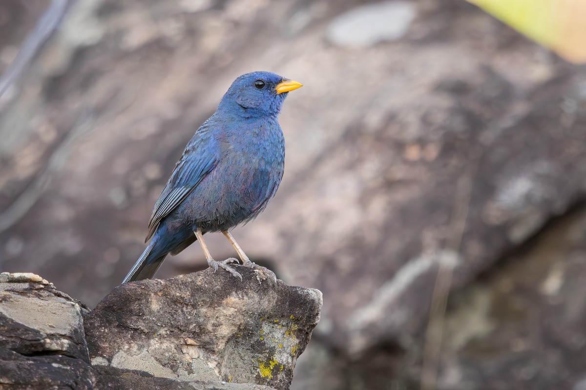 Blue Finch - ML647635099