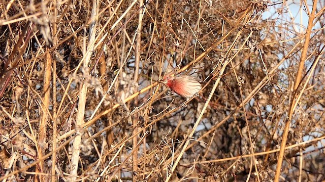 House Finch - ML647635104