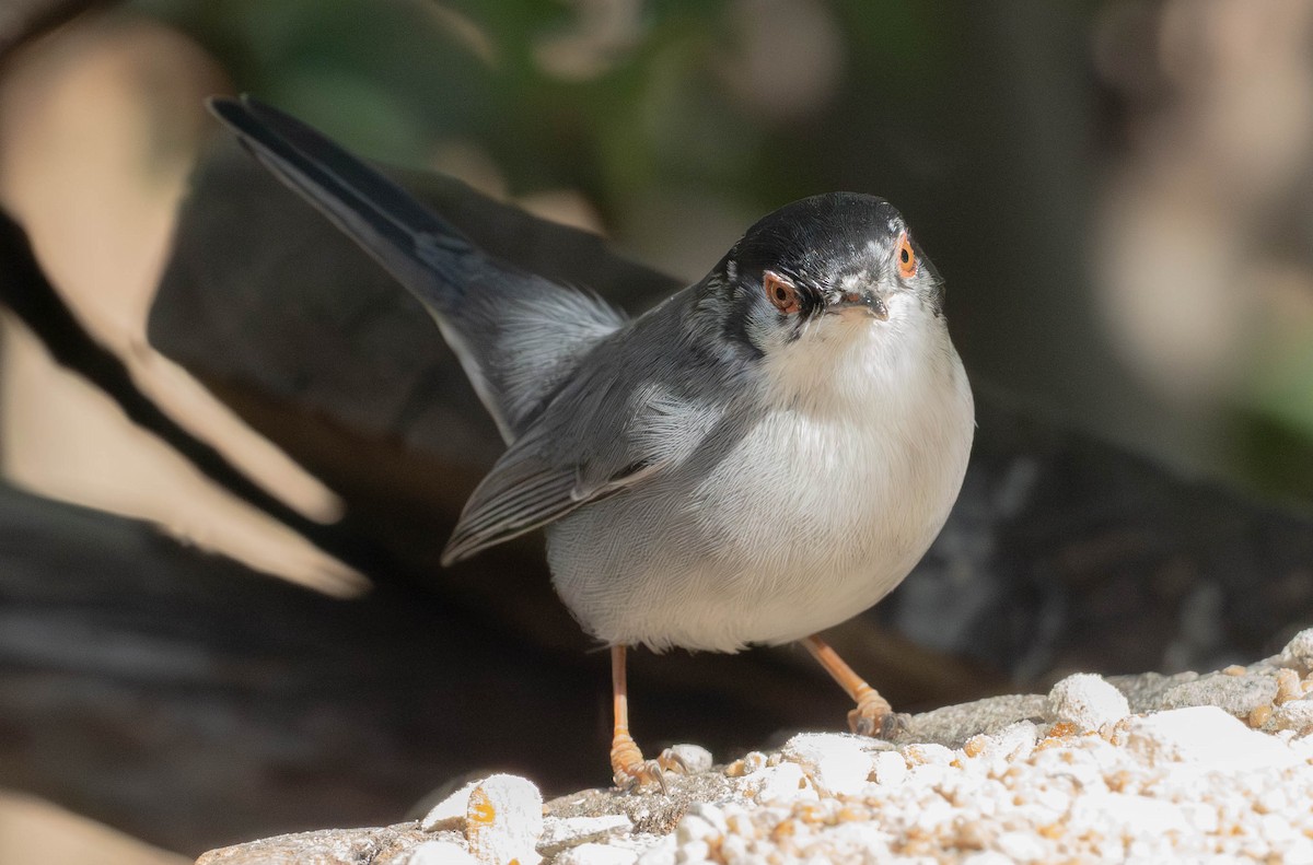 Sardinian Warbler - ML647635110