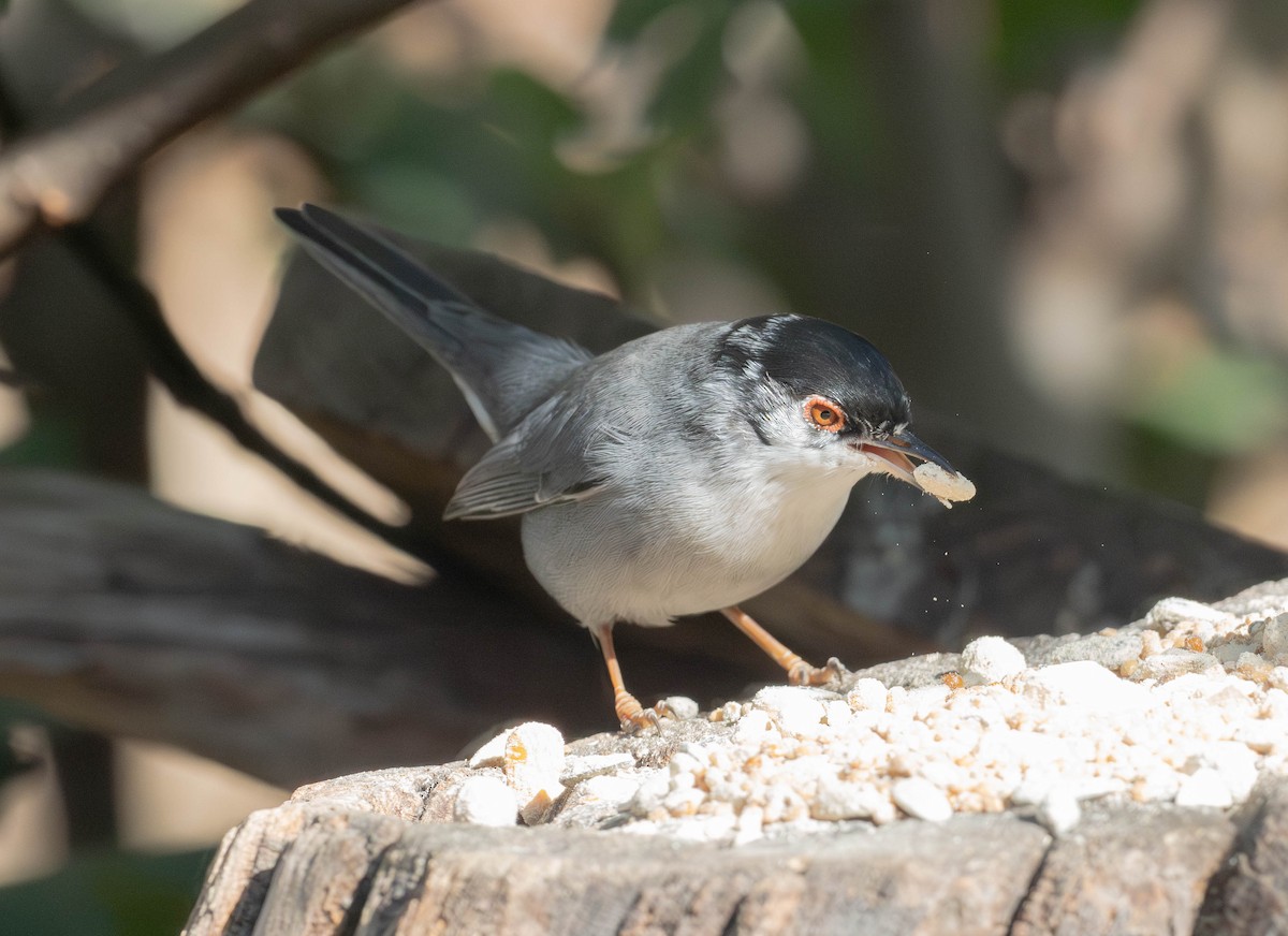 Sardinian Warbler - ML647635111