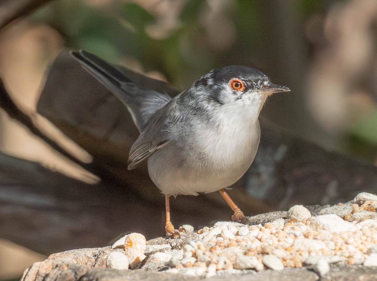Sardinian Warbler - ML647635112
