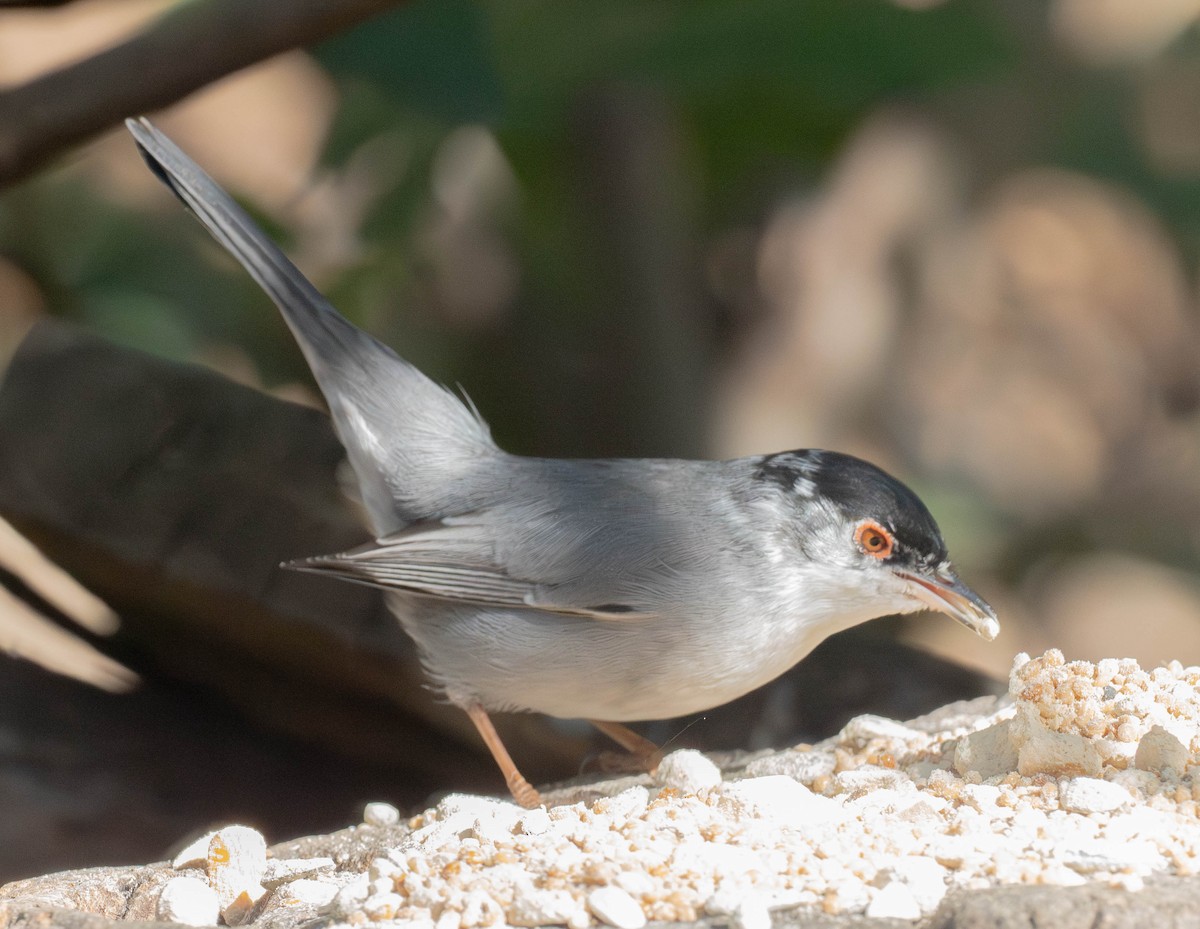 Sardinian Warbler - ML647635113