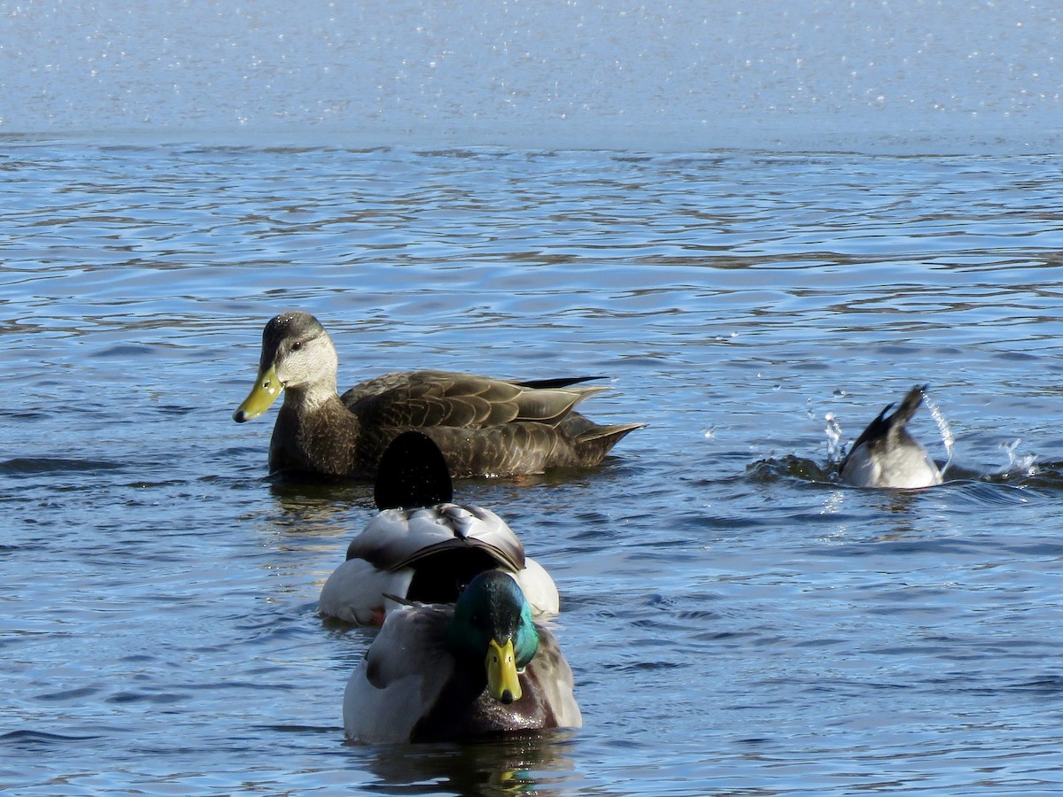 Ahate iluna - ML647635116