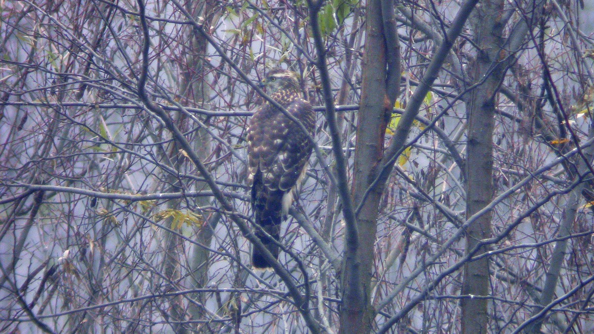 Яструб великий - ML647635135