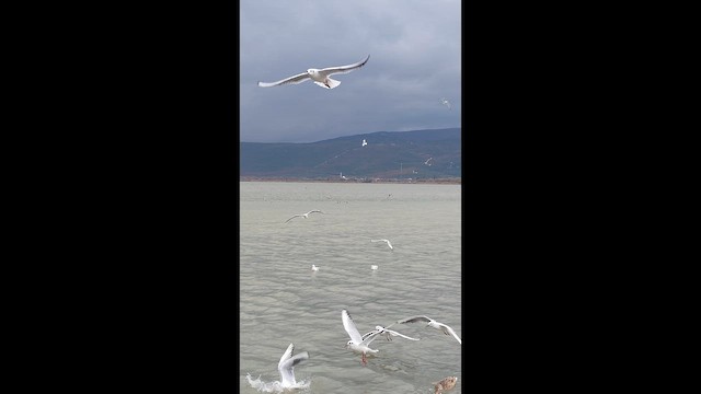 Black-headed Gull - ML647635156