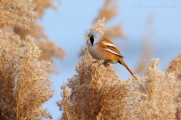 שפמתן - ML647635242