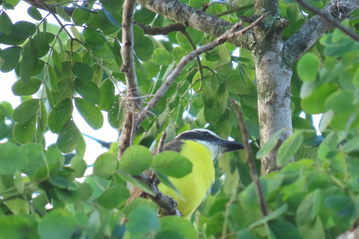 Boat-billed Flycatcher - ML647635251