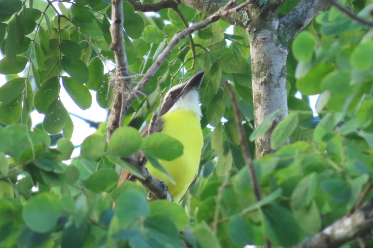 Boat-billed Flycatcher - ML647635252