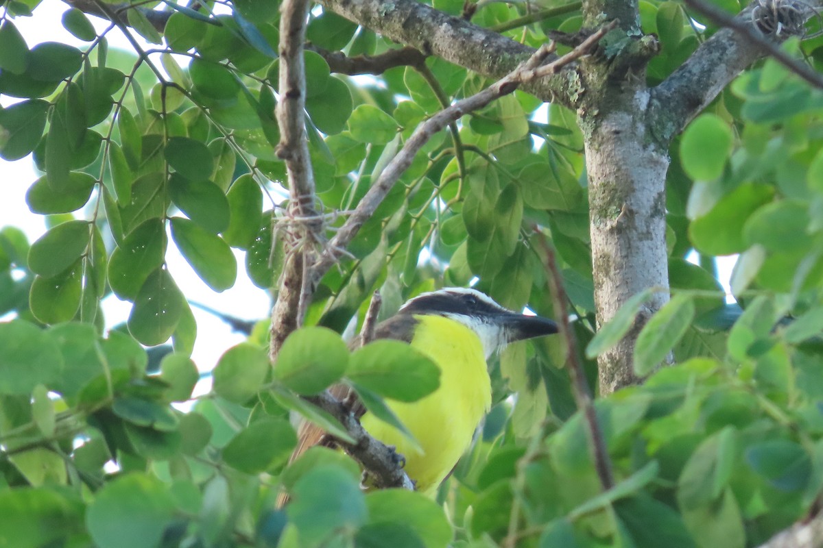 Boat-billed Flycatcher - ML647635253