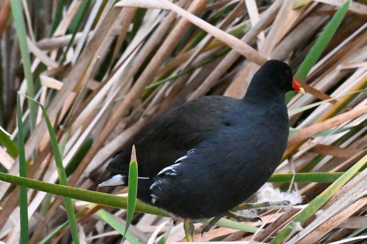 Amerika Sutavuğu - ML647635278