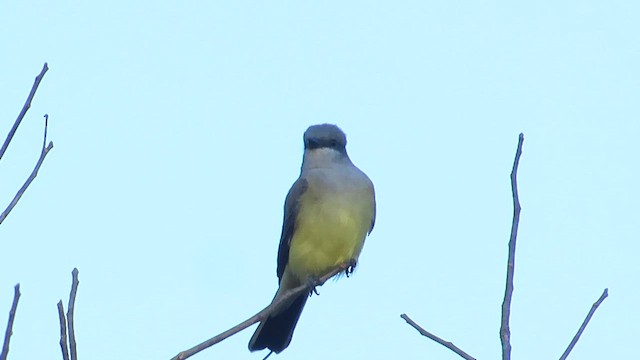 Western Kingbird - ML647635289