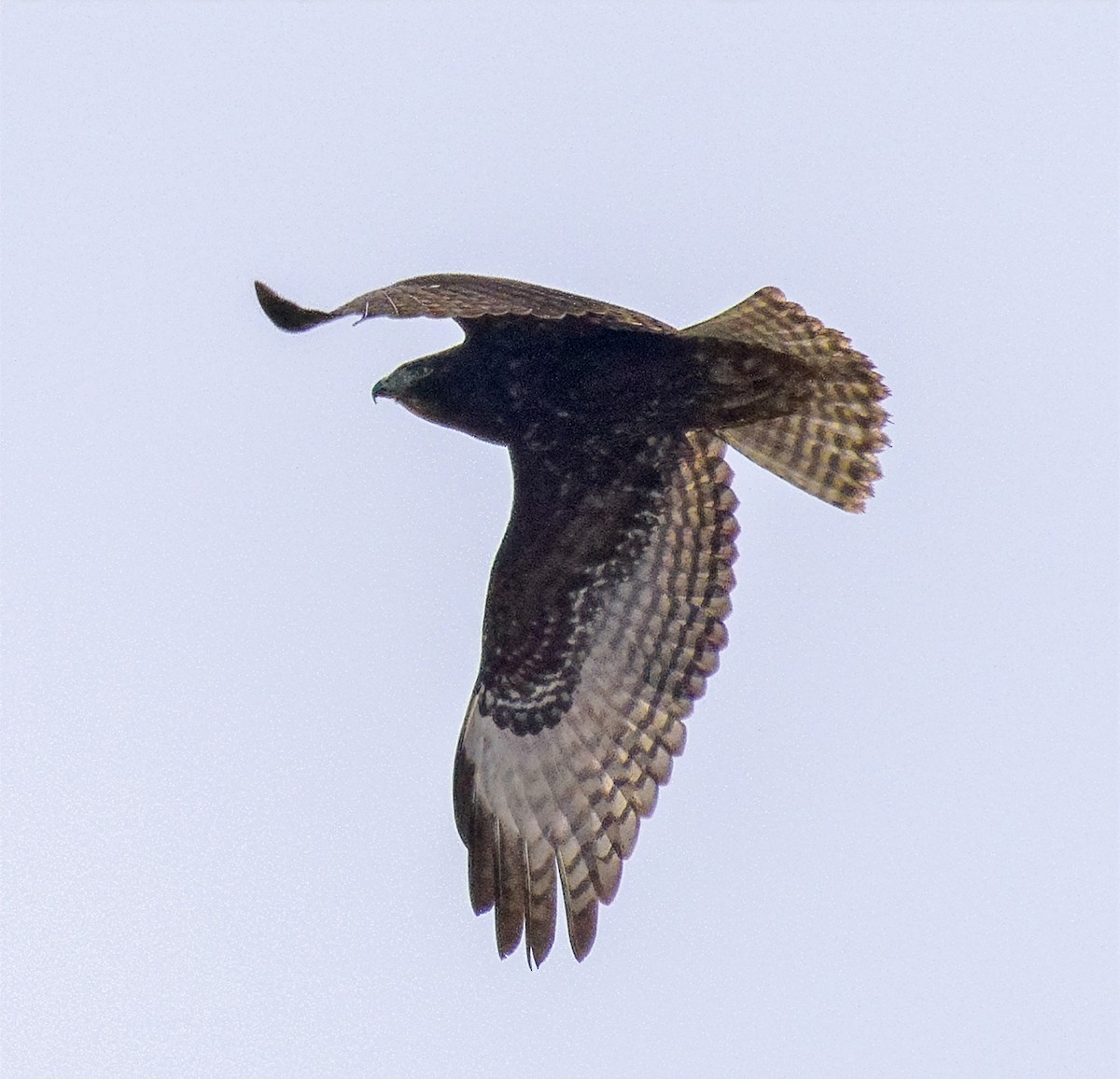 Red-tailed Hawk (Harlan's) - ML647635296