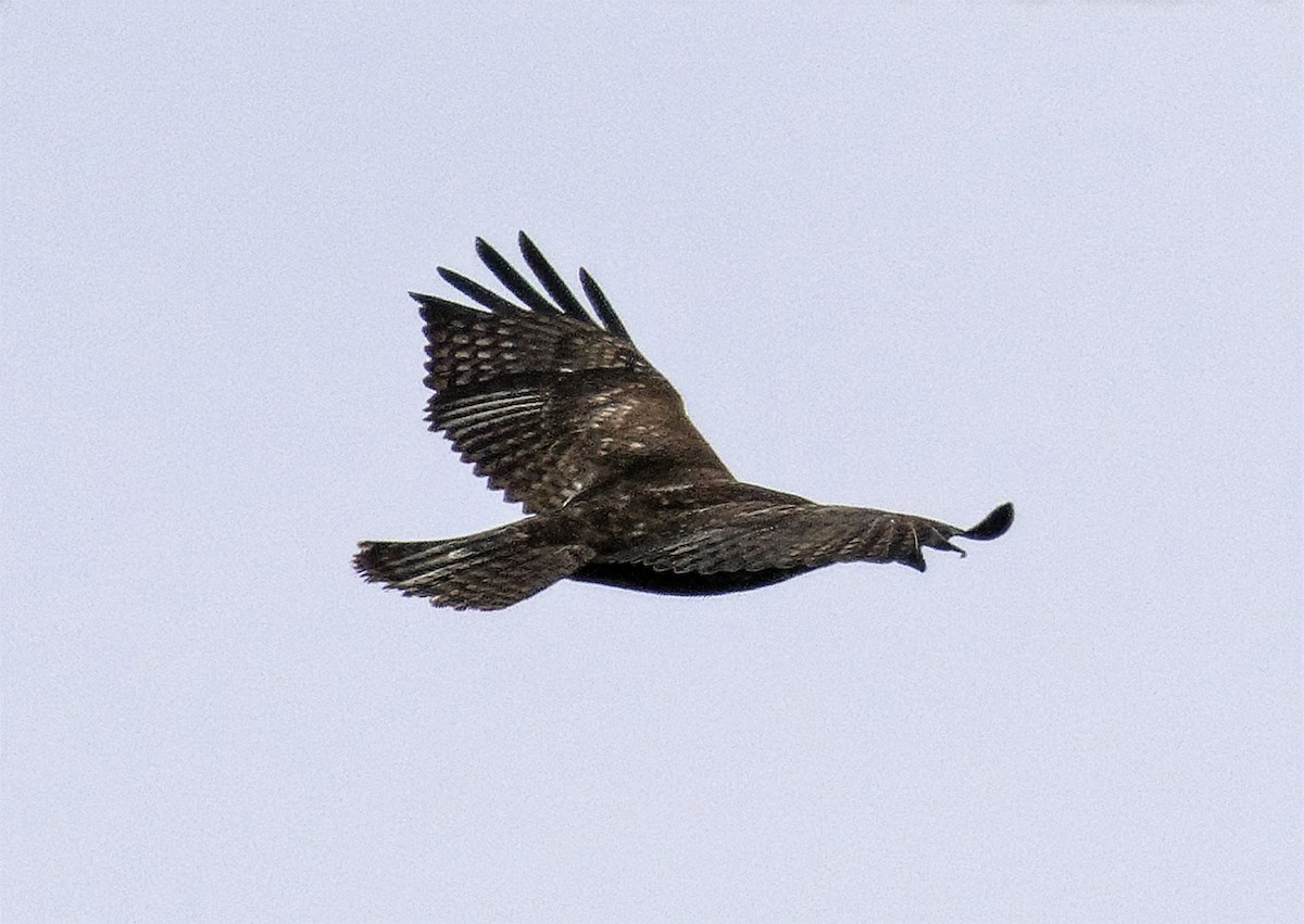 Red-tailed Hawk (Harlan's) - ML647635297
