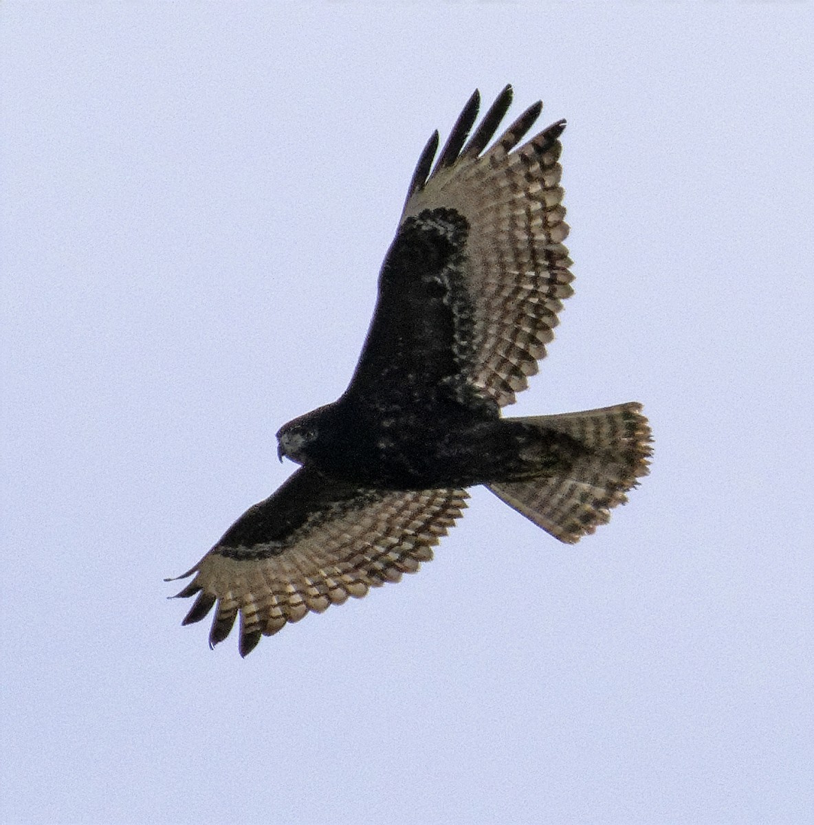 Red-tailed Hawk (Harlan's) - ML647635299